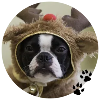 🦌 9f115045 Hund, Rentier, Haustier, Tier, Weihnachten telegram sticker