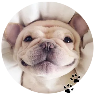 😊 b8195f43 Hund, Welpe, süß, Französische Bulldogge, Tier telegram sticker