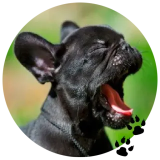 😴 be56fa64 Hund, Tier, Welpe, Gähnen, süß, Haustier telegram sticker