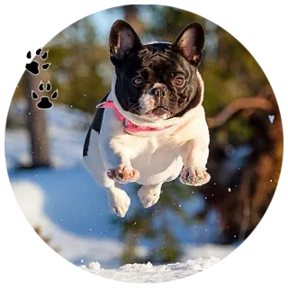 🐾 c473dad6 Hund, Französische Bulldogge, Tier, Süß, Schnee, Haustier telegram sticker