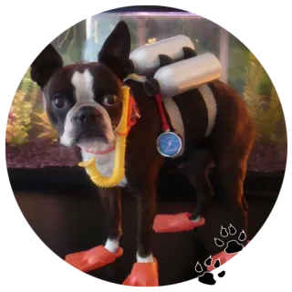 Бульдожки telegram stickers