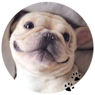 😏 f38de63c Hund, Welpe, Tier, süß, Haustier, lächelnd telegram sticker