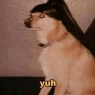 😎 8f28048f yuh perro, meme, yuh, animal, mascota telegram sticker