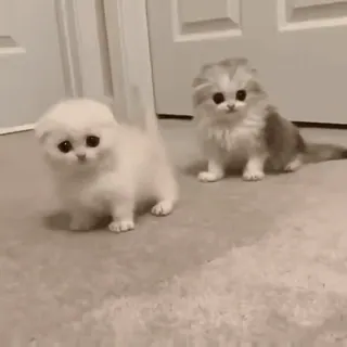 🙃 0a18d0f1 kot, słodki, kociak, zwierzę domowe, zwierzę, zwierzę domowe, puszysty whatsapp sticker