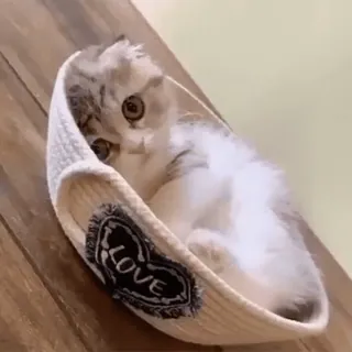🙃 158a962a LOVE kot, koszyk, słodki, zwierzę, zwierzak whatsapp sticker