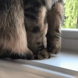 🐾 1f004e80 kot, okno, zwierzę, zwierzę domowe whatsapp sticker