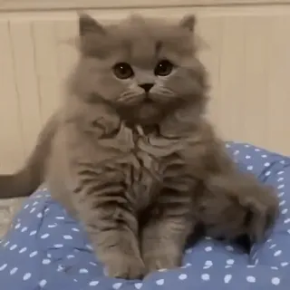 ☺️ 22cd719f kot, kociak, słodki, puchaty, zwierzę, zwierzę domowe, zwierzę domowe, siedzący, mały whatsapp sticker