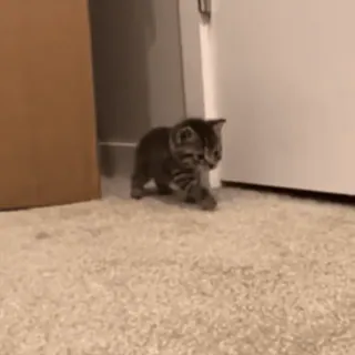 🐾 2985b97d kociak, kot, zwierzę, słodki, zwierzę domowe, zwierzę domowe whatsapp sticker