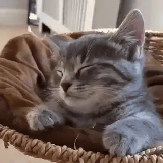 😴 2d029932 kot, kociak, zwierzę, zwierzak, śpiący, słodki, koszyk whatsapp sticker