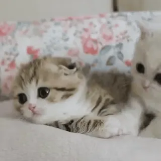 🥰 35fef844 kot, kociak, zwierzę domowe, słodki, zwierzę, koci whatsapp sticker