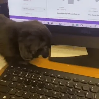 🖊 392111e7 pies, klawiatura, komputer, zwierzę domowe, zwierzę whatsapp sticker