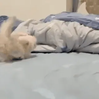 🐰 39899ae1 kot, kociak, słodki, łóżko, zabawny whatsapp sticker