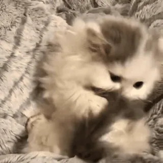 😋 3c8e4c1a kot, kociak, słodki, zwierzę, zwierzę domowe, puszysty, rozbrykany whatsapp sticker