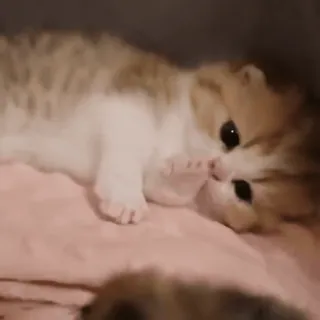 😛 570acaf9 kociak, kot, słodki, zwierzę, zwierzę domowe, koci whatsapp sticker