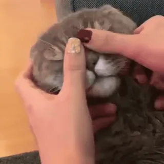 😌 5e9cd2ed kot, zwierzę domowe, zwierzę, ręce, kot domowy whatsapp sticker