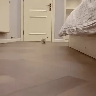 🐾 5f9ce915 kotek, kot, zwierzę domowe, zwierzę, słodki, mały whatsapp sticker