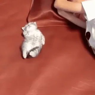 😴 6f8463d8 kot, kociak, śpiący, zwierzę, zwierzak, słodki whatsapp sticker