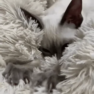 @soundsfromthevagina telegram stickers