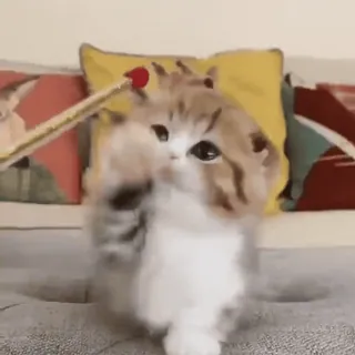 🙃 a28b67fa kotek, kot, słodki, zwierzę domowe, zwierzę, zabawa whatsapp sticker