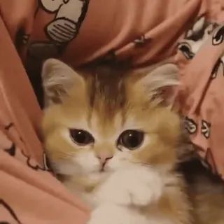 🤪 a6885739 kot, kociak, zwierzę domowe, zwierzę, słodki whatsapp sticker