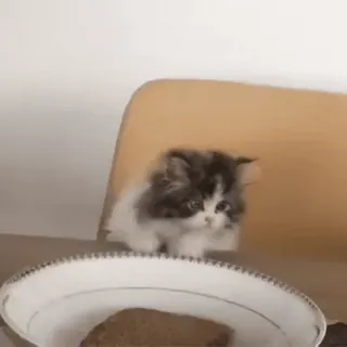 🥺 b2030ac4 kotek, kot, jedzenie, talerz, słodki whatsapp sticker