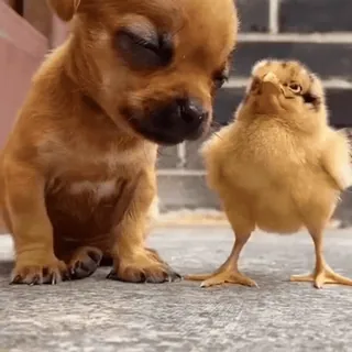 🐶 c1c8e688 szczeniak, pies, pisklę, ptak, zwierzę, przyjaźń, słodki, zwierzę domowe whatsapp sticker