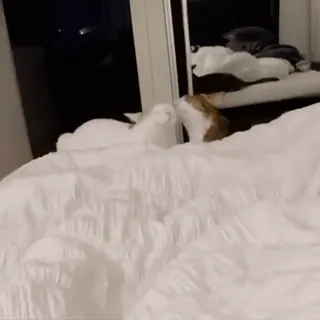 😻 c8ce8d96 koty, zwierzęta domowe, zwierzęta, łóżko, dom, słodkie, zwierzęta domowe whatsapp sticker
