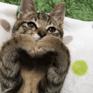 🧡 d934c5ac kot, kociak, zwierzę domowe, zwierzę, słodki whatsapp sticker