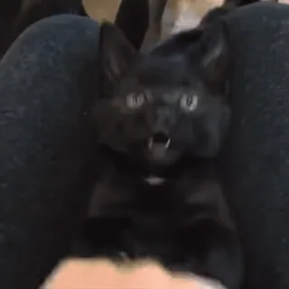 🤪 dfed9234 kot, czarny kot, zwierzę domowe, zwierzę, słodki, śmieszny whatsapp sticker