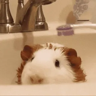 🛀 57c76c7a морская свинка, ванна, раковина, животное, питомец, милый, грызун telegram sticker
