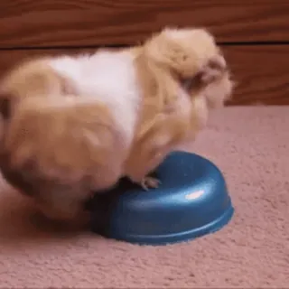 🐹 6dbeb3f8 морская свинка, животное, домашнее животное, грызун, милый, пушистый telegram sticker