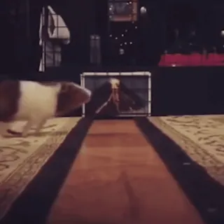 🐹 70c99492 морская свинка, животное, питомец, грызун, клетка telegram sticker