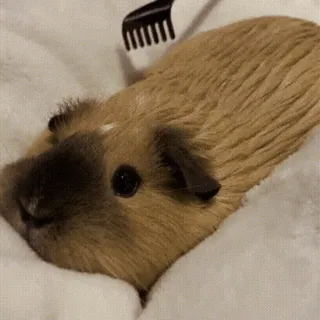 🐹 a07bf9aa морская свинка, домашнее животное, животное, грызун, милый, груминг, расческа, морская свинка telegram sticker