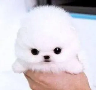 🌟 04ba5640 perro, cachorro, lindo, animal, mascota, pequeño, blanco telegram sticker