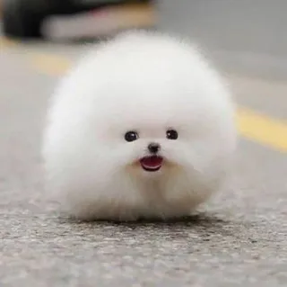 🌟 130a05df perro, cachorro, pomerania, lindo, animal, esponjoso telegram sticker