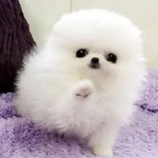 🌟 477e9f94 perro, cachorro, perro blanco, lindo, esponjoso, perro pequeño, pomerania telegram sticker