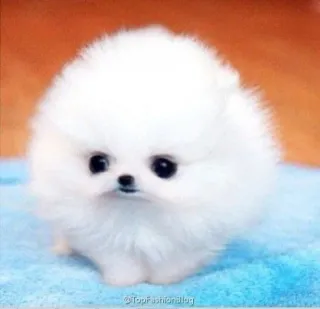 🌟 69cee05d cachorro, perro, lindo, mascota, esponjoso, blanco telegram sticker