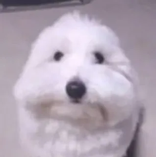 🌟 728b14ff perro, perro blanco, animal lindo, mascota, cachorro telegram sticker