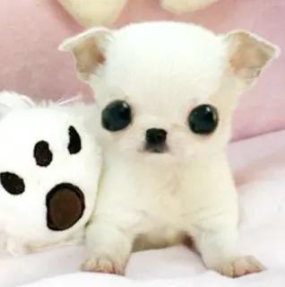 🌟 74e6bc0d perro, cachorro, lindo, chihuahua, animal, mascota telegram sticker