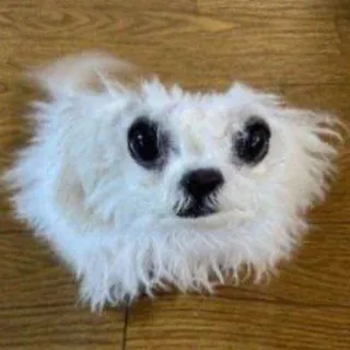 🌟 759cfcd6 perro, cachorro, perro blanco, perro pequeño, animal lindo, mascota, esponjoso telegram sticker