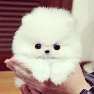 🌟 846be546 perro, cachorro, lindo, pomerania, animal, mascota, esponjoso, perro pequeño telegram sticker