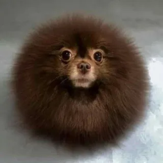 🌟 8877ae98 perro, cachorro, pomerania, lindo, animal, mascota, esponjoso telegram sticker