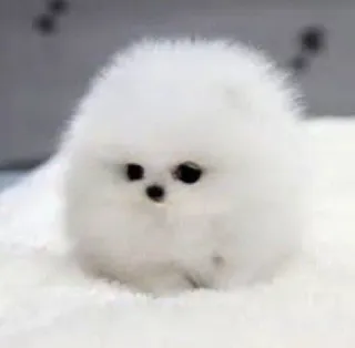 🌟 923604f3 cachorro, perro, blanco, esponjoso, lindo, animal, mascota telegram sticker