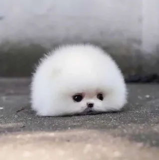 🌟 96516cc7 perro, cachorro, lindo, animal, blanco, esponjoso telegram sticker