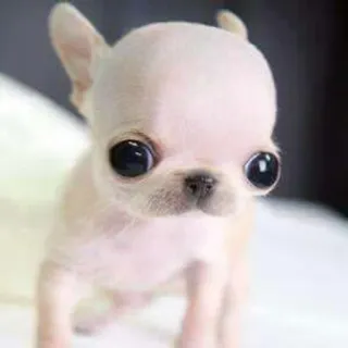 🌟 d02adab0 chihuahua, perro, cachorro, lindo, animal, mascota telegram sticker