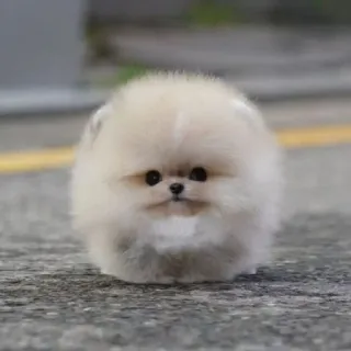 🌟 e89d64d9 perro, pomerania, cachorro, lindo, animal, mascota, redondo, esponjoso telegram sticker