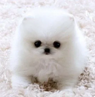 🌟 ed483765 perro, cachorro, lindo, blanco, esponjoso, animal, mascota, pomerania telegram sticker