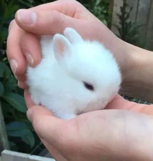 🌟 fca9bb82 conejo, animal, lindo, blanco, mascota, pequeño, bebé, conejito telegram sticker