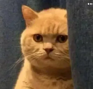 ⭐️ 1a0836d2 cat, angry, feline, pet, animal whatsapp sticker