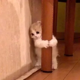 ⭐️ 55b87e44 cat, kitten, sad, cute, hugging, lonely whatsapp sticker